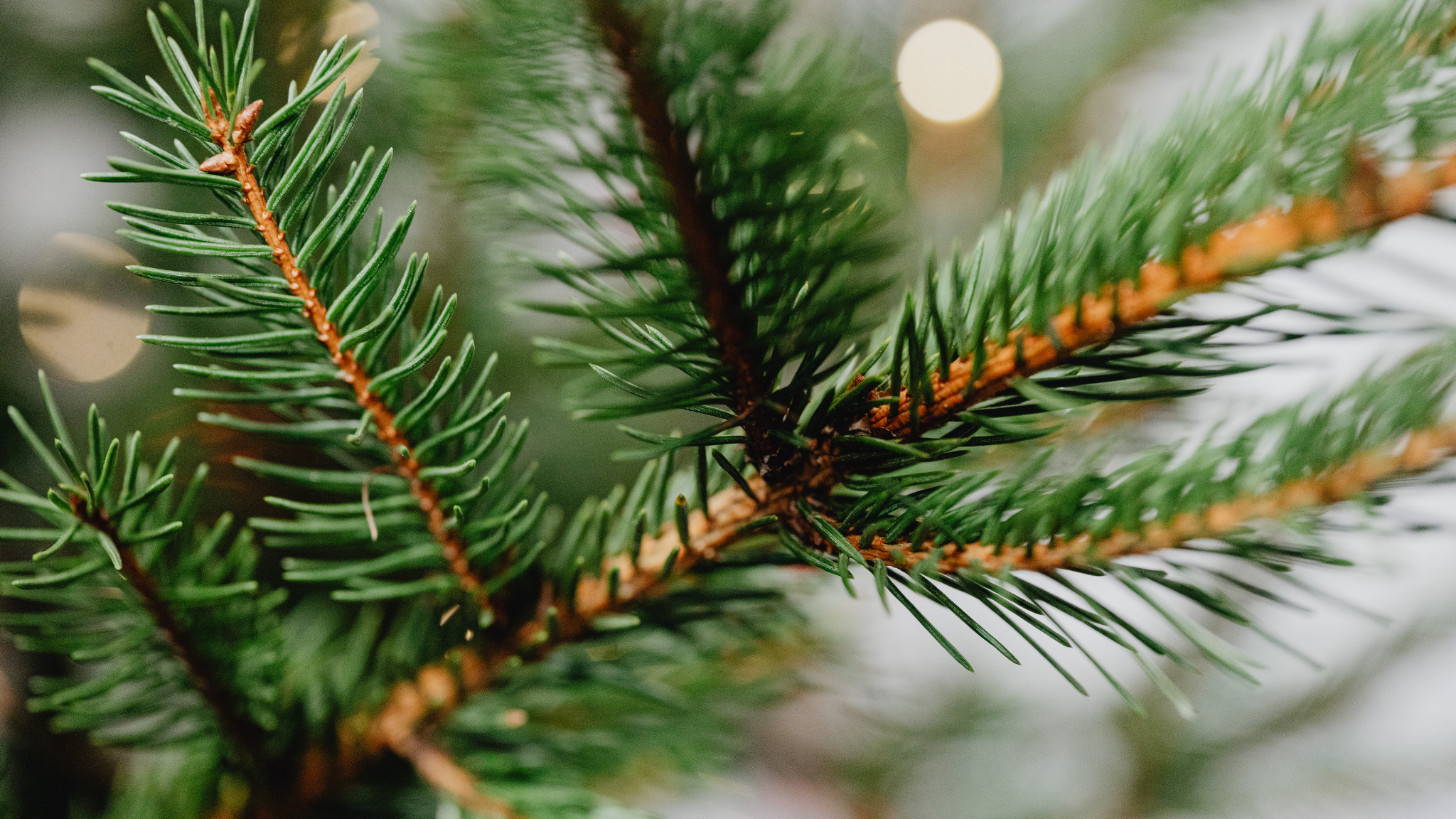 Detail ihličia na vianočnom strome