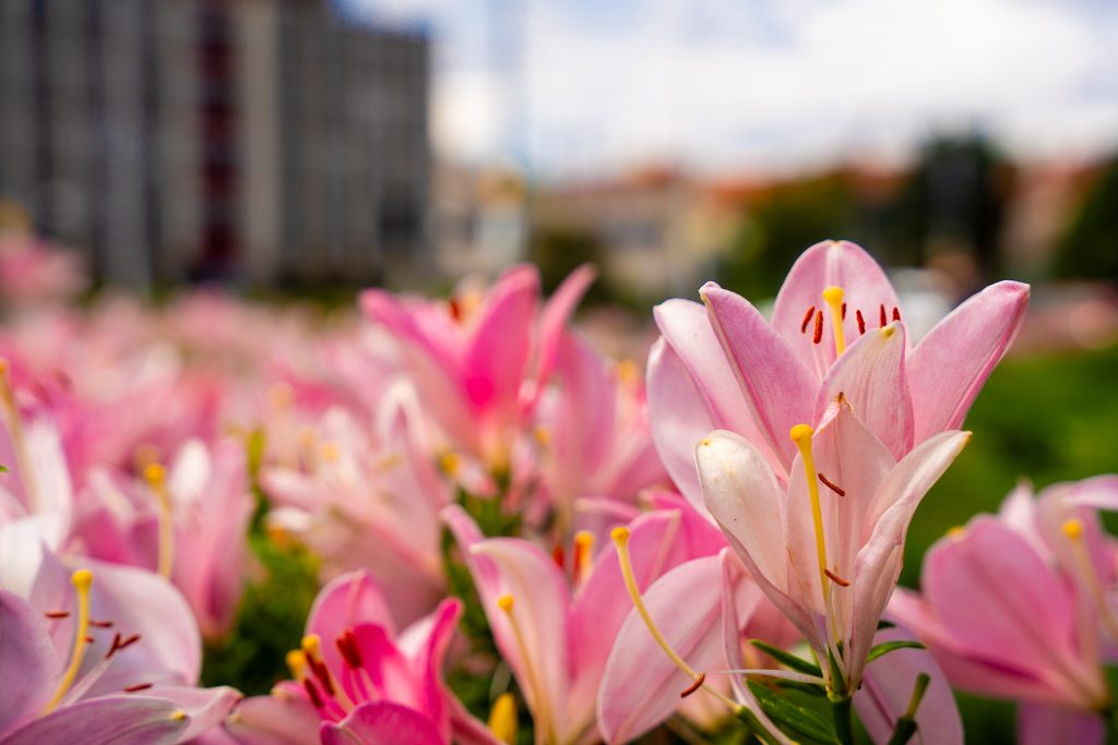 Ľalie pre Okresným úradom