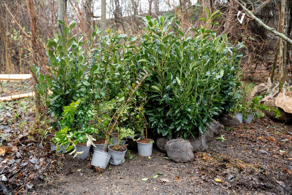 Náhradná výsadba stromov