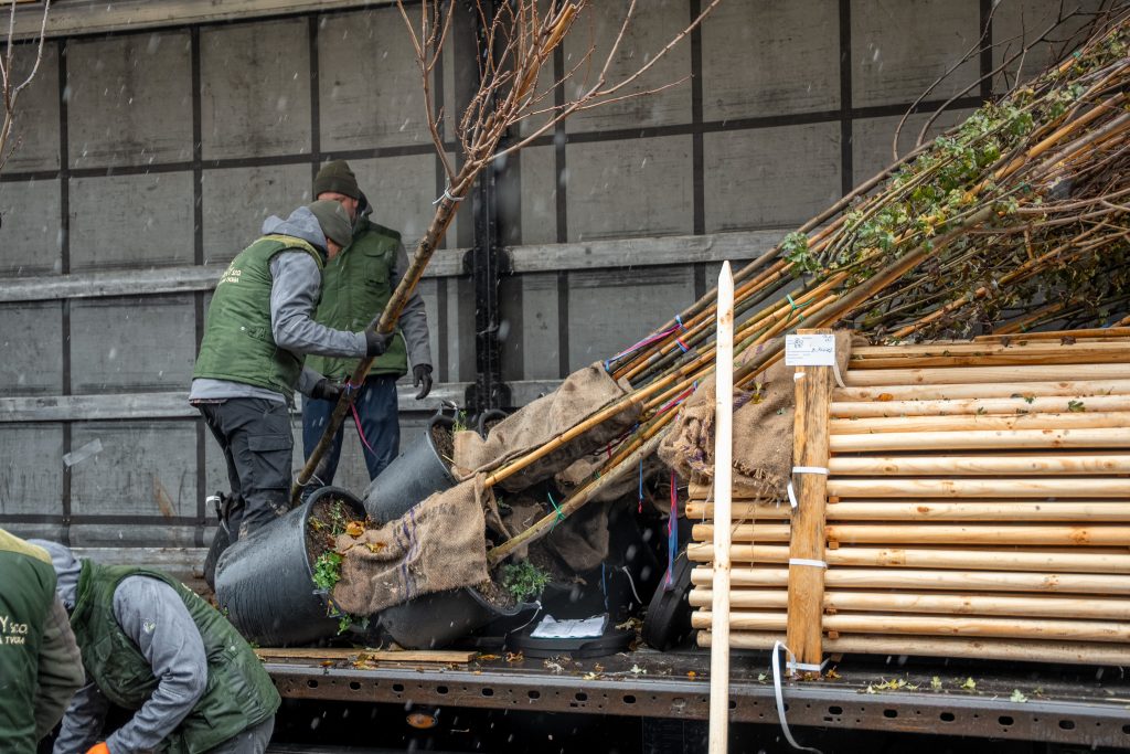 Náhradná výsadba stromov