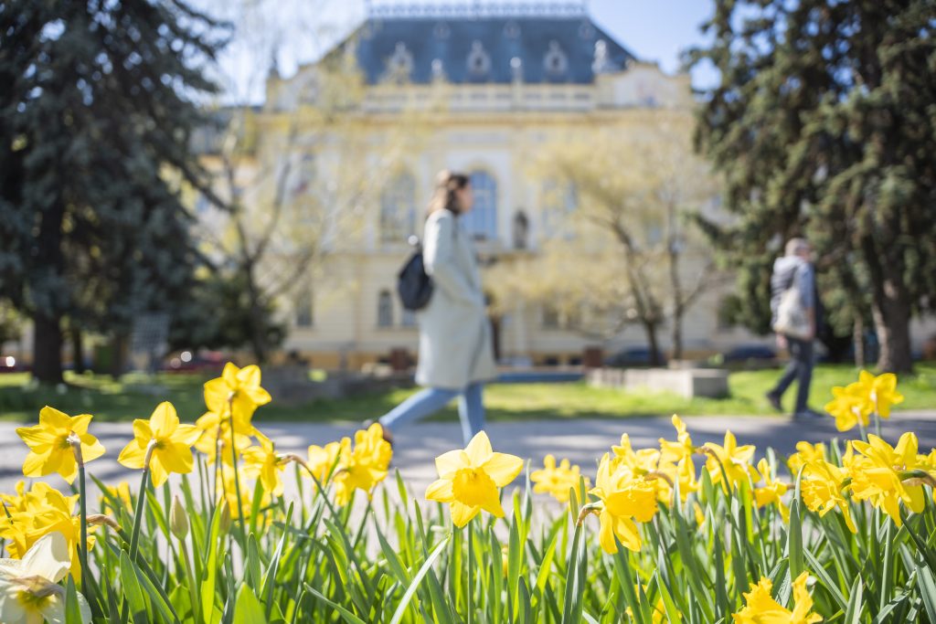 Narcisy pred Okresným súdom