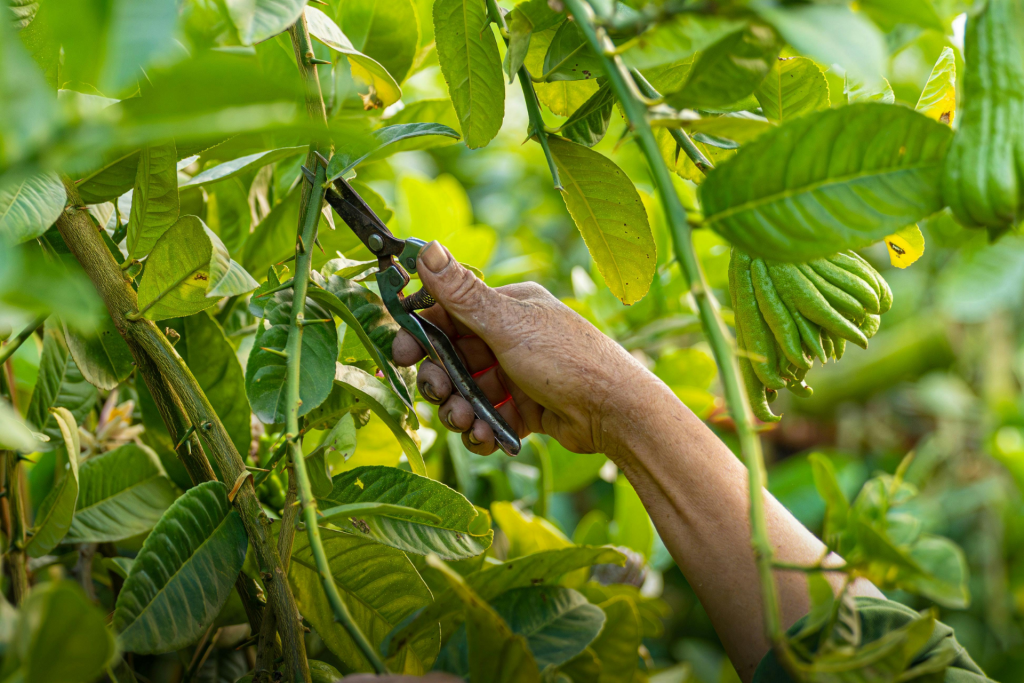 ruka s nožnicami strihá strom
